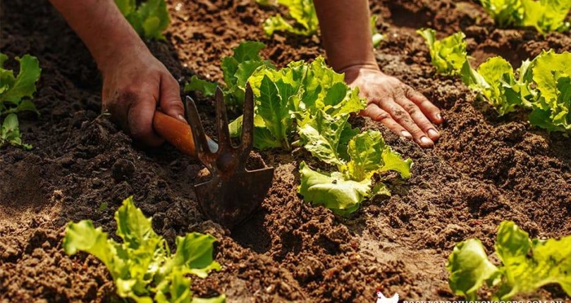 Everything You Need to Know About Home Gardening