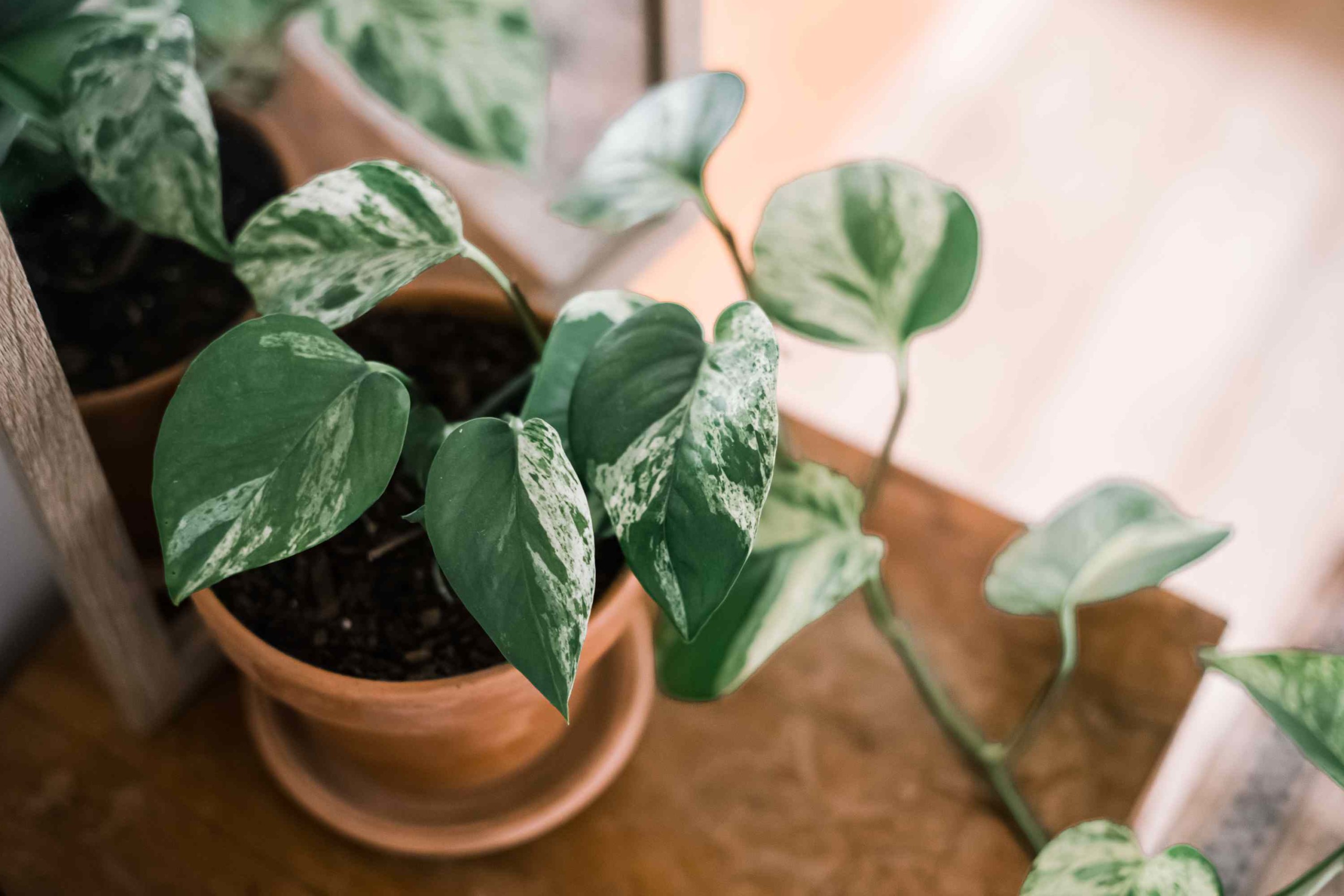 GOLDEN POTHOS PLANT