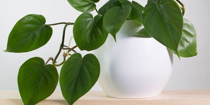 Heart Leaf Philodendron Plant