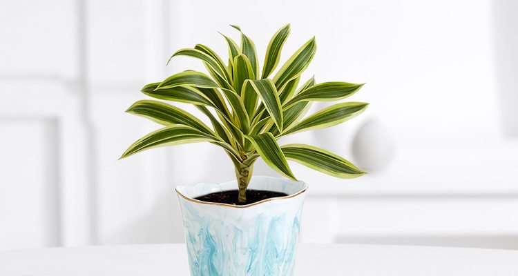 RED-EDGED DRACAENA Plant